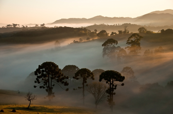 Ένατη θέση: sunrise with Paraná pines as seen at the Serra da Bocaina National Park, Brazil. Photo by Heris Luiz Cordeiro Rocha, CC BY-SA 3.0.